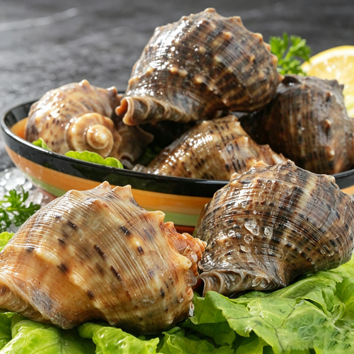Fresh Sea Snail